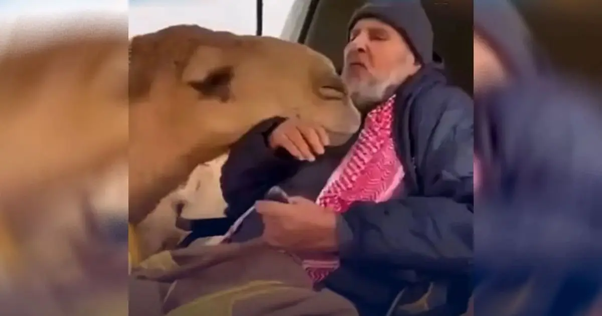 تفاعل واسع مع مقطع فيديو يوثق وفاء ناقة لصاحبها