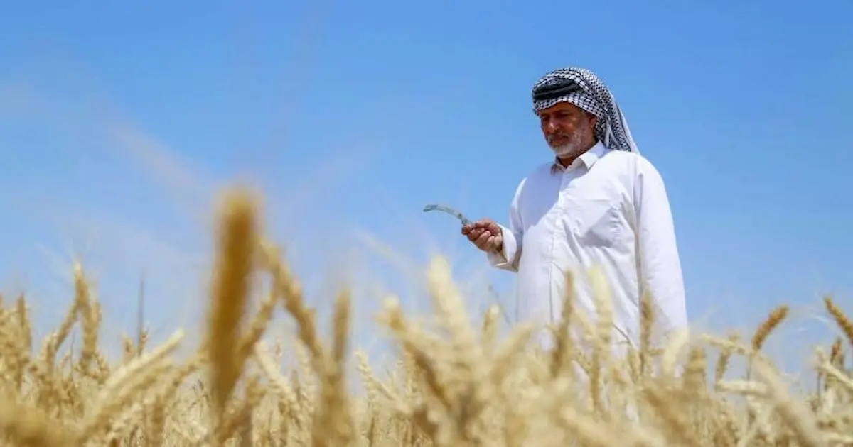 العراق يؤمن مخزوناً استراتيجياً من القمح يكفي لاحتياجاته السنوية